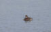 1-Fuligule milouinan | Aythya marila | Greater Scaup